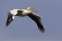 African%20white%20pelican%20RAW%20005151